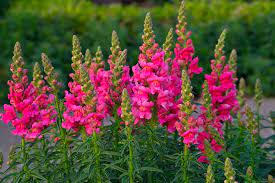 How To Grow Snapdragon Antirrhinum Majus Gardener S Path