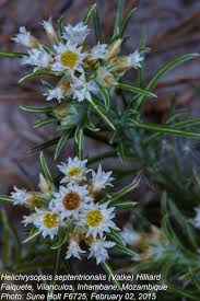 Image result for Helichrysopsis