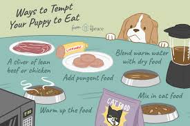 Learn more with healthy paws. Reasons Why Your Puppy Won T Eat And How To Stop It