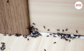 Costs and competency are important. Ant Pest Control We Quickly Kill Ants Apex Pest Control