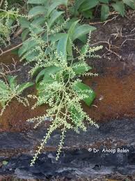 Image result for Embelia