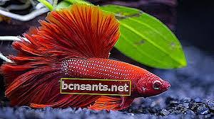 Jalan pasar pudu kuala lumpur aquarium ikan hiasan. 15 Ikan Hiasan Air Tawar Yang Mudah Dijaga Tidak Mudah Mati