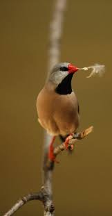 Black And White Bird With Orange Beak And Long Tail Pin By Karen Hermansen On Birds Of All Hues Including Tropical Birds Of Paradise Beautiful Birds Tropical Birds Birds