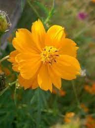 150 Orange Cosmos Aka Sulphur Or Klondike Cosmos Bipinnatus Flower Seeds Http Supplies Myraisedbedgarden Net S Cosmos Flowers Blossom Garden Flower Seeds