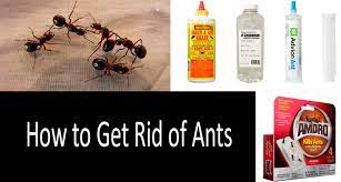 How do you kill an ant nest under the house? How To Get Rid Of Ants Best Ways To Kill Ants Indoors And Outdoors