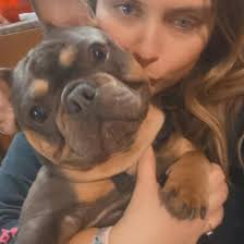 French bulldog siblings turn 2 in Houston