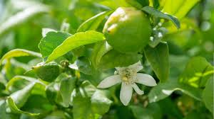 Image result for Citrus × limon