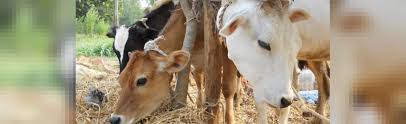 How to do night 3 in slaughter event in arsenal (roblox) подробнее. Lessons For India From Nepal S History Of Banning Cow Slaughter