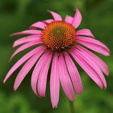 Pin On Pink Purple Coneflower Photos