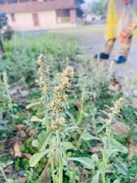 Image result for Gnaphalium purpureum