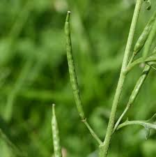 Image result for Erucastrum