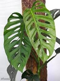 Pin On Garden Inside Plants