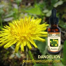 Dandelions flowers & gifts, eugene, oregon. Dandelion Flower Essence Dandelion Flower Remedy