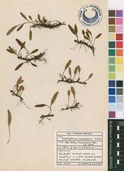 Image result for Pneumatopteris unita