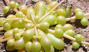 Byjanie october 19, 2020november 21, 2020. Australia S Little Known Misunderstood Succulent Plants