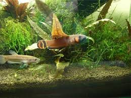 Aquaticquotient Com