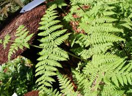 Image result for Hypolepis