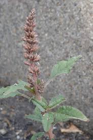 Image result for Amaranthus deflexus