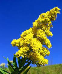 Goldenrod Looks Like A Tall Grass Field Flower Garden Painting Unusual Flowers Meadow Flowers