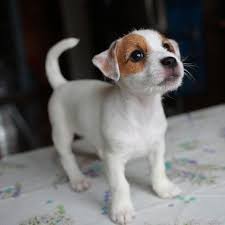 Jack Russel Terrier Baby Kopek Stil