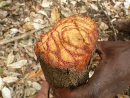 Image result for Dalbergia acutifoliolata