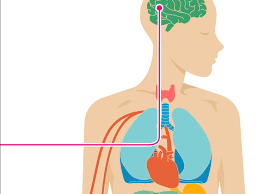 The neck is what attaches the head to the at the back of the lower body are the buttocks for sitting on. 12 Effects Of Psoriatic Arthritis On The Body