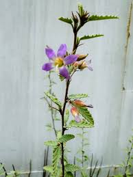 Image result for Melochia melissifolia