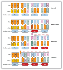 Without mutations, what would not occur? What Are Point Mutations Quizlet