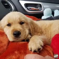 Click below to fill up the form. Well Trained Golden Retriever And Labrador Puppies Mumbai Zamroo