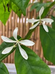 Image result for Turraea