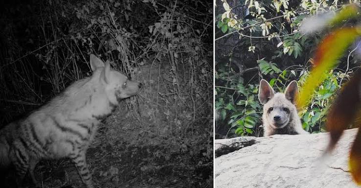 How a Mountaineer Worked With Villagers in Purulia To Protect 18 Striped Hyenas
