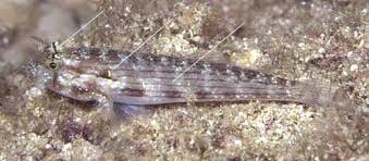 Image result for Gymnosporia gracilipes