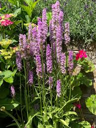 Image result for Disa eminii