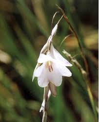 Image result for Dierama longistylum