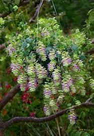 Origanum Rotundifolium Barbara Tingey Ornamental Oregano Hanging Plants Hanging Flower Baskets Plants