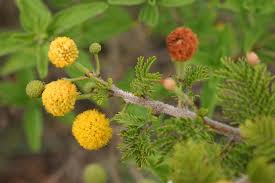 Image result for Acacia permixta