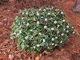 Check spelling or type a new query. Scents And Smellability That S Winter Daphne Southern Living