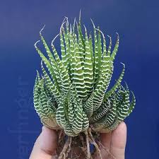 Image result for Habenaria attenuata