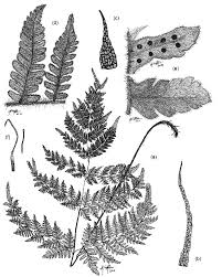 Image result for Ctenitis