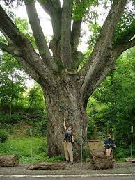 Largest White Oak Tree In Ny State Located In Pawling Ny White Oak Tree Tree Pawling