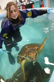 Pin On Sea Turtle Rescue