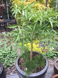 Image result for Cussonia spicata