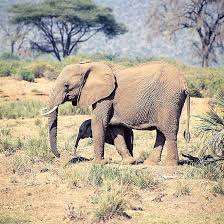 Image result for Odontosoria africana