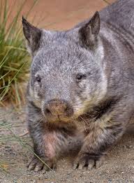 Wombat Wishes Australia Animals Wombat Australian Animals