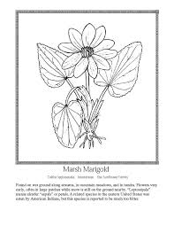 Download and print these wild flowers coloring pages for free. Celebrating Wildflowers Coloring Page