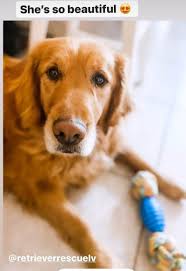 Maybe you would like to learn more about one of these? Foster A Rescue Dog Retriever Rescue Of Las Vegas