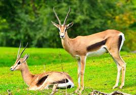 Gazelles Facts Pictures African Animals Animals Wild Wildlife Animals