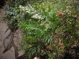 Image result for Abrodictyum rigidum