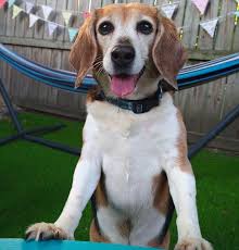 Image result for bígl