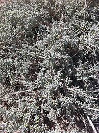 Image result for Zygophyllum leucocladum